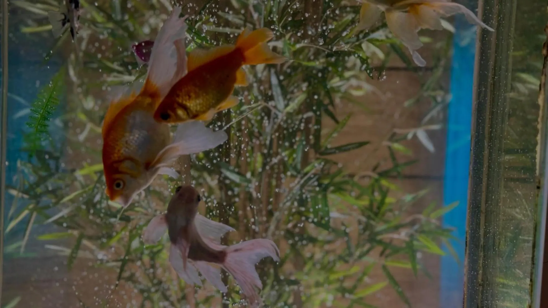 فندق عفراء Saudi Arabia